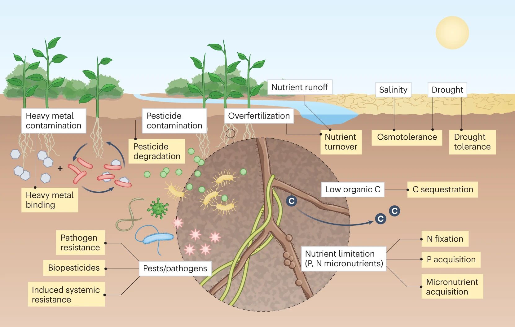 Conceptural figure of soil microorganisms contribution to ecosystem services