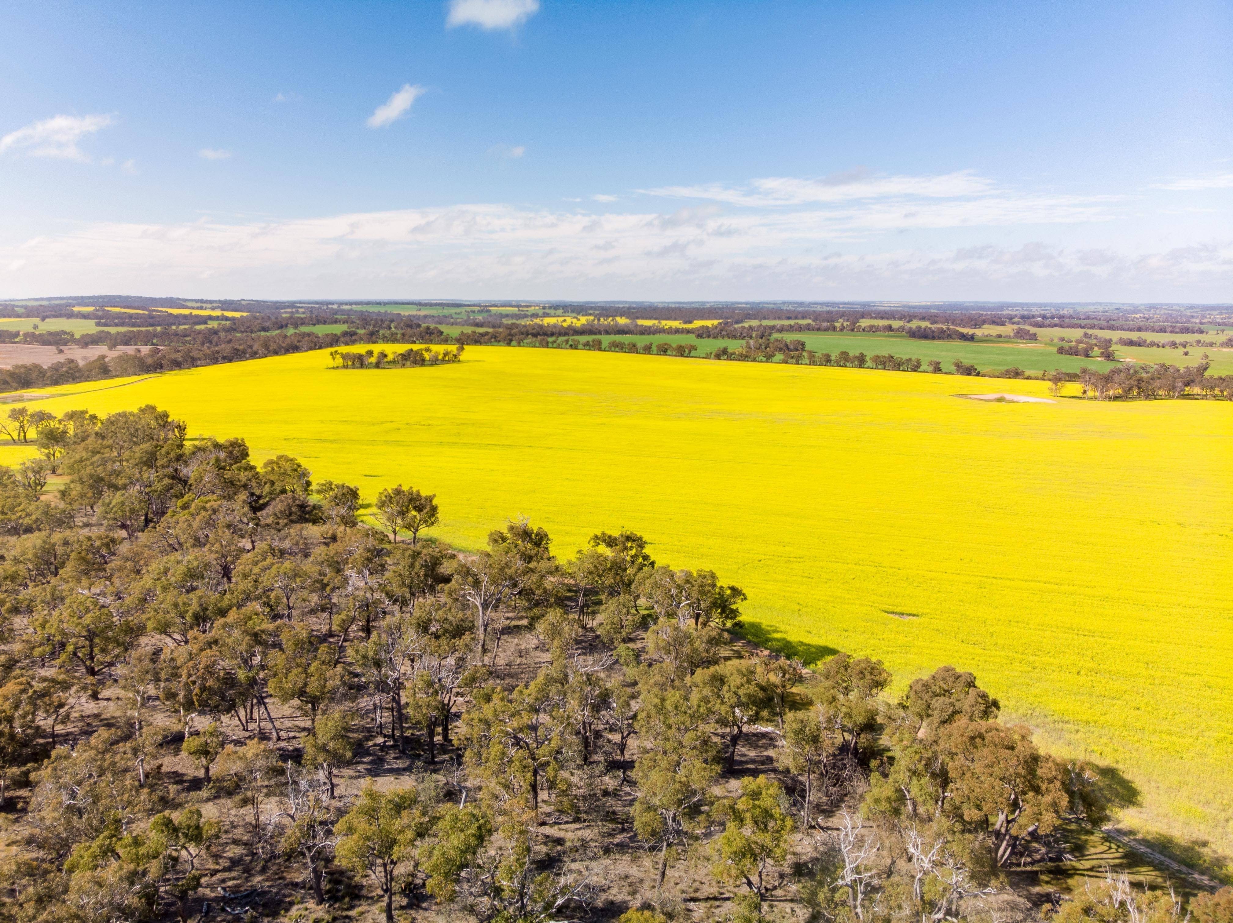 Drone shot of a farming landscape with large yellow canola field.